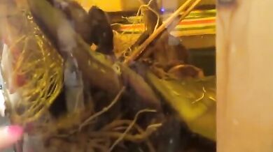 Asian beauty has wild sex at boyfriend's place