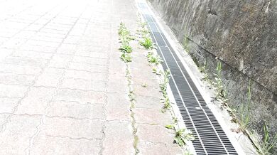 ほんわか美少女