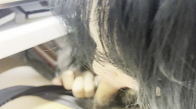 大学女子と彼氏が寮の教室でセックス、女子は白目をむいて「やめて」と懇願