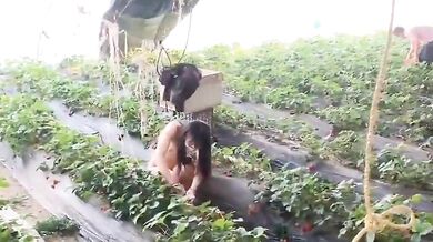 調教された牝犬のイチゴ狩り露出