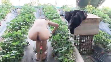 調教された牝犬のイチゴ狩り露出